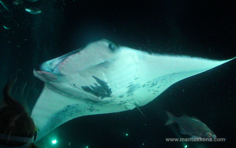 Kona Diving Company >> Review Manta Ray Night Dive With Kona Diving Company Kona Diving Company >> Review Manta Ray Night Dive With Kona Diving Company