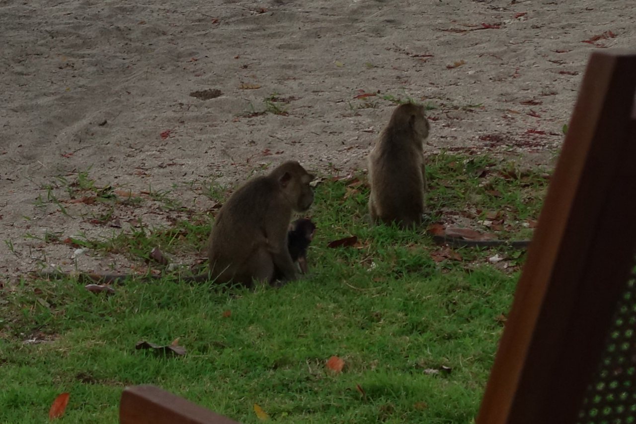 Guess the Place-Monkeys
