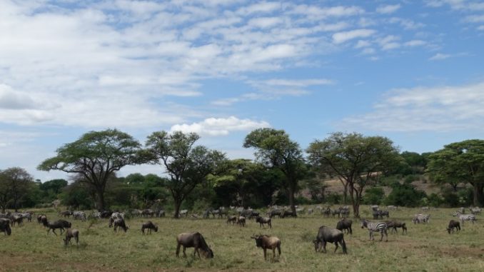 Guess the Hotel-Out of Africa-Tented Camp