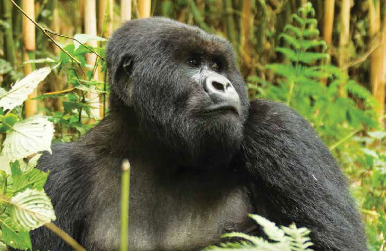 Four Seasons Private Jet 2020-Gorilla Trekking Rwanda