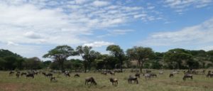 Singita Sabora Tented Camp Review-Serengeti Tanzania