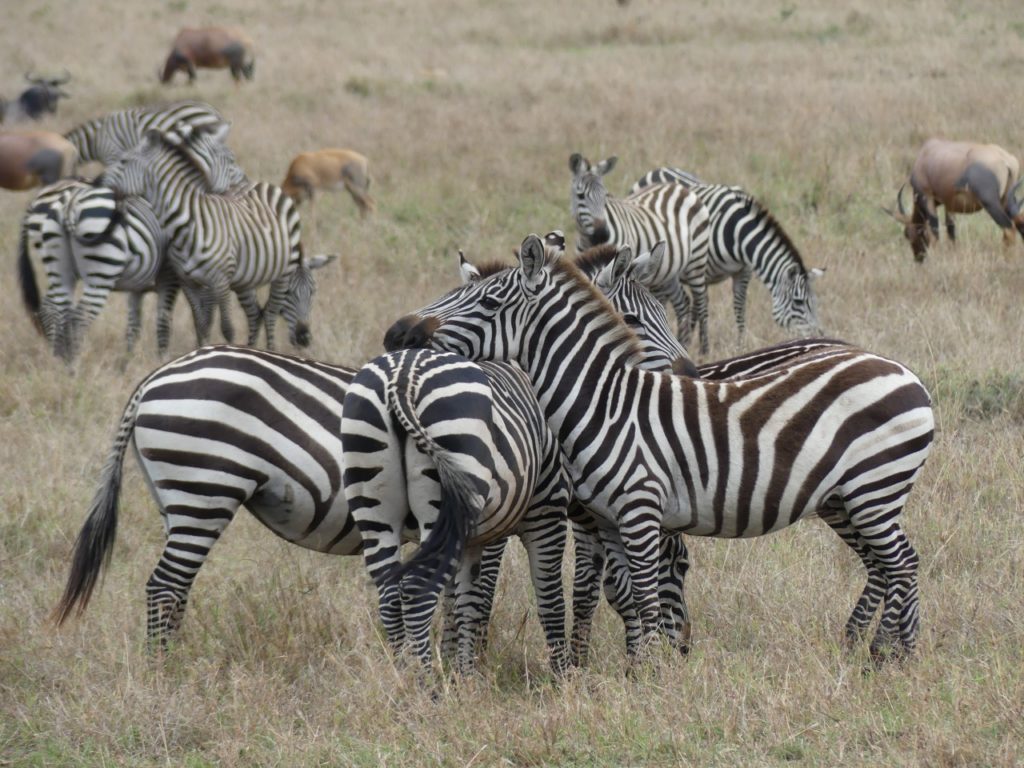 Serengeti Zebras Watching Different Directions for Predators