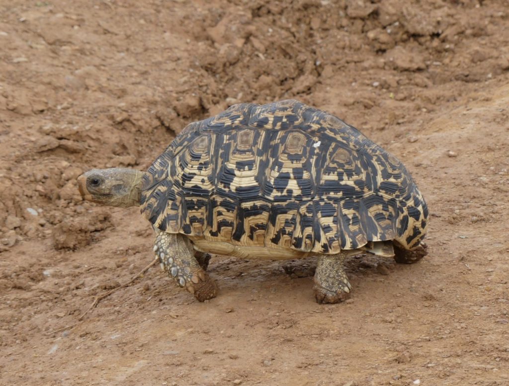 Singita Sasakwa Review-Leopard Tortoise