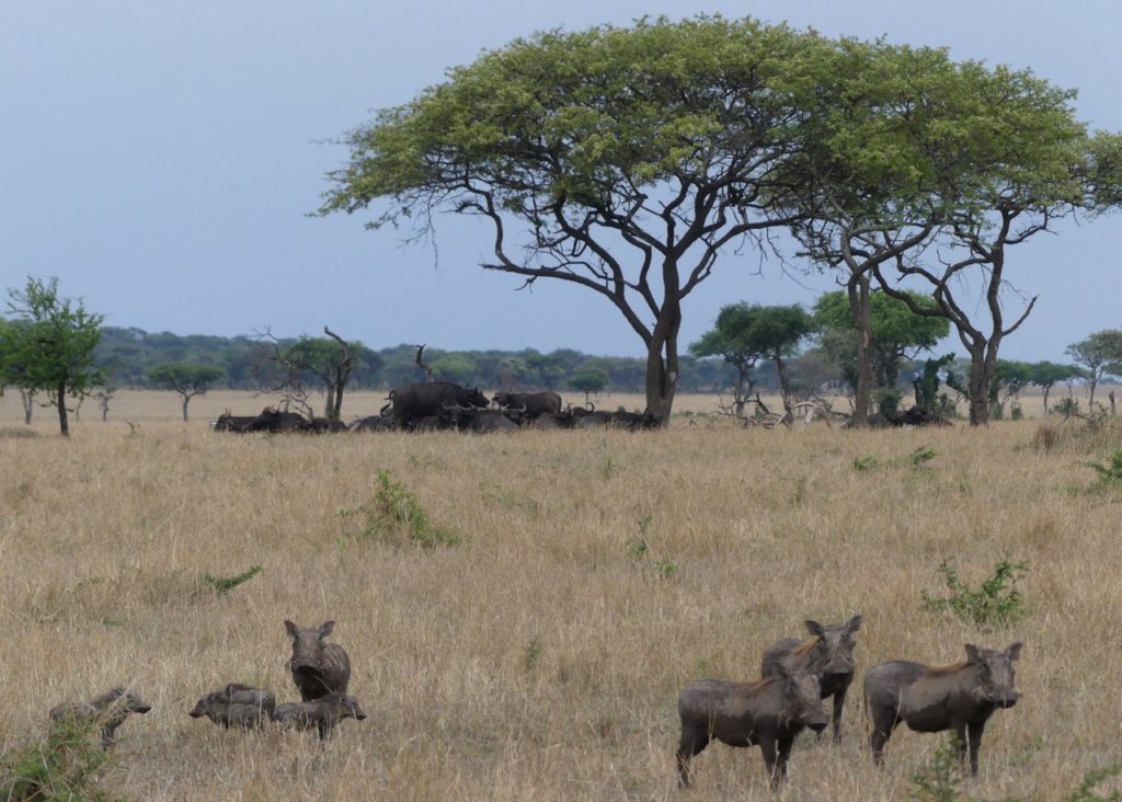Singita Sasakwa Review-Warthogs and Buffalo