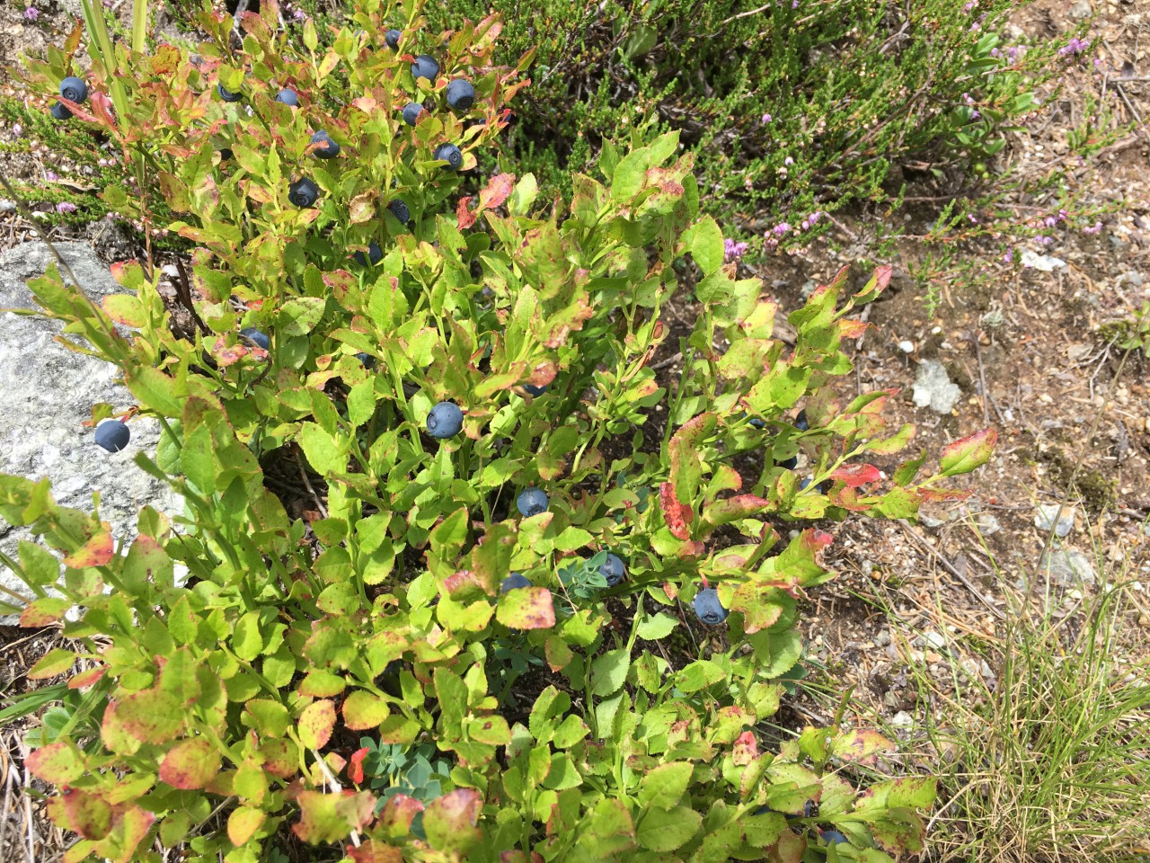 Wild Blueberries, Switzerland