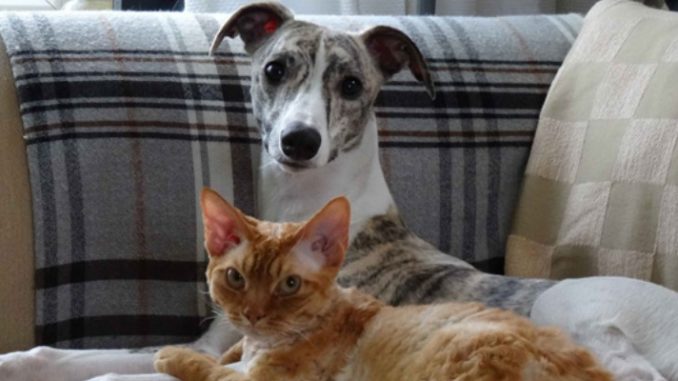 DOT Emotional Support Animal New Rules Proposed
