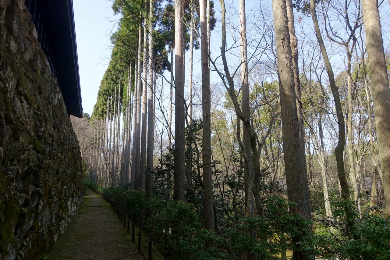 Tree-Lined Path at Aman Kyoto