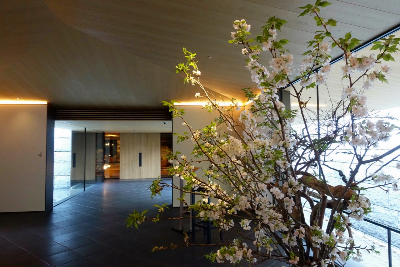 Park Hyatt Kyoto: Sakura Outside the Entrance to the Lobby