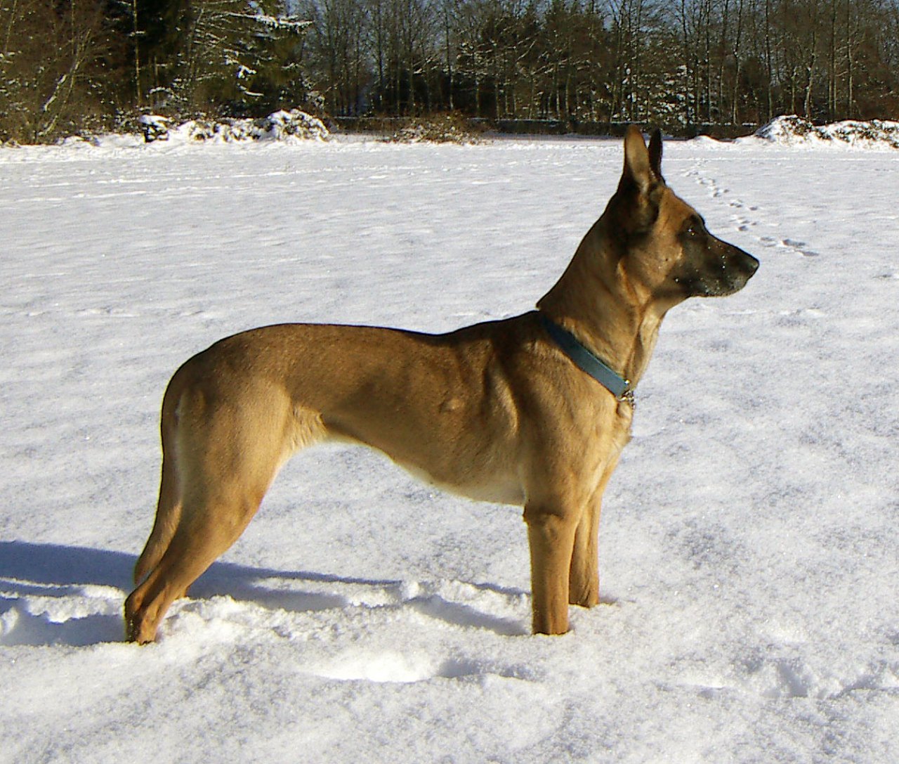 Coronavirus: Dogs Trained to Sniff Covid-19