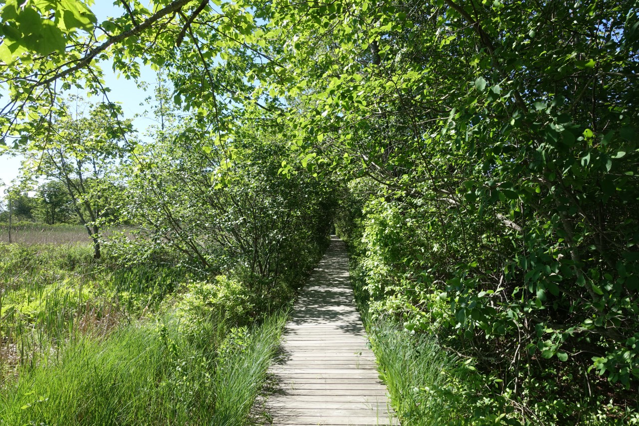 Path to Crescent Beach