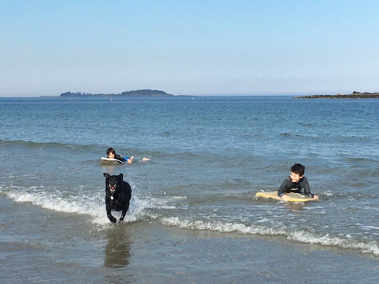 Maine-Friendly People, Friendly Dogs