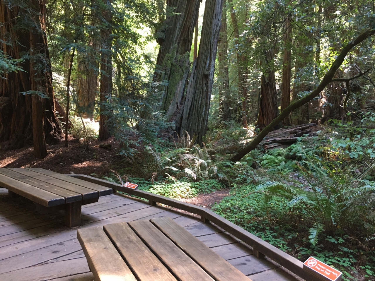 Wide Benches, Muir Woods