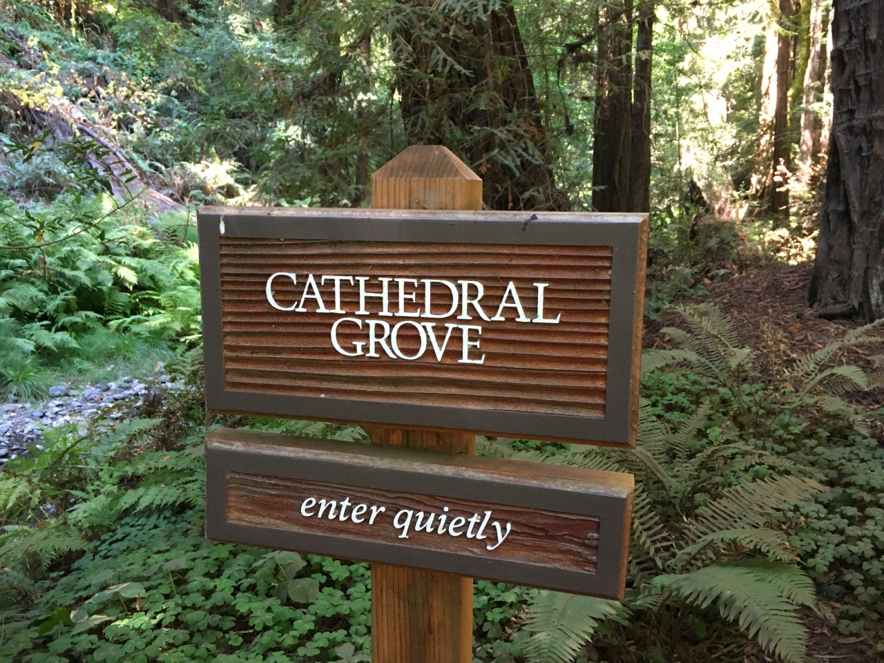 Cathedral Grove, Muir Woods