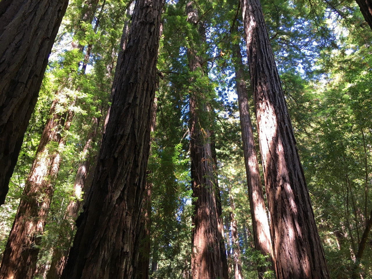 Giant Sequoias, Muir Woods