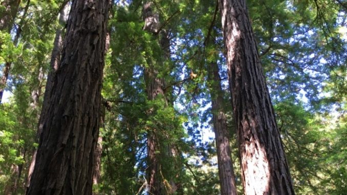 Muir Woods Photos and Tips