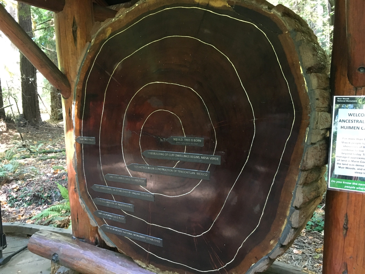 Muir Woods Giant Sequoia Cross-Section Over 1000 Years Old