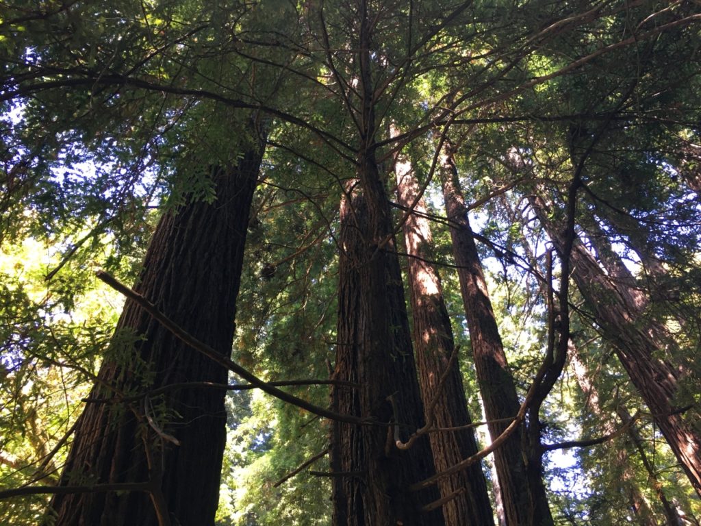Giant Sequoias, Muir Woods, California