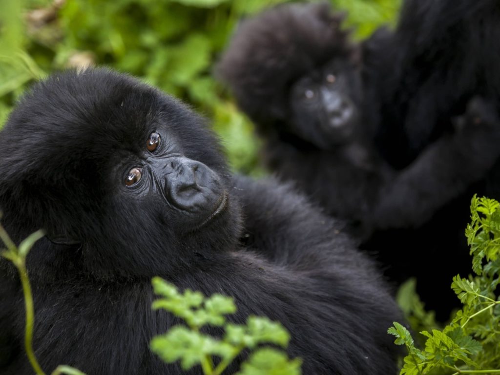Four Seasons Private Jet: Gorilla Trekking in Rwanda