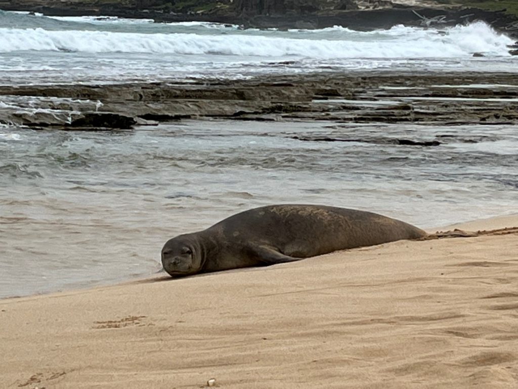 Hawaiian Monk Seal, Grand Hyatt Kauai