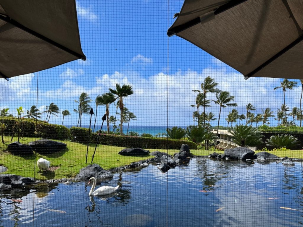 Ilima Terrace Swans, Grand Hyatt Kauai