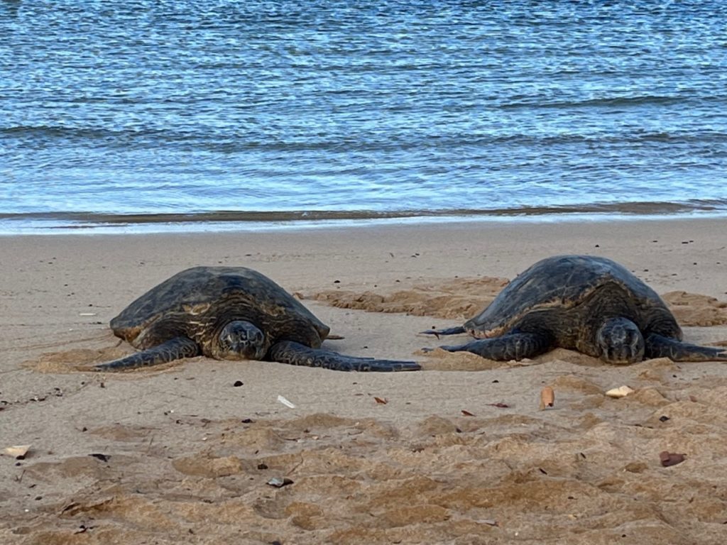 Turtles on beach near the Grand Hyatt Kauai
