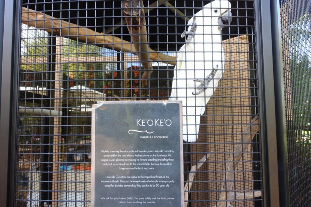 Ke'oke'o, a Talking White Cockatoo at the Four Seasons Lanai