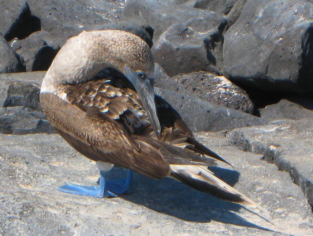 Galapagos Blue Footed Booby: Four Seasons Private Jet, TravelSort