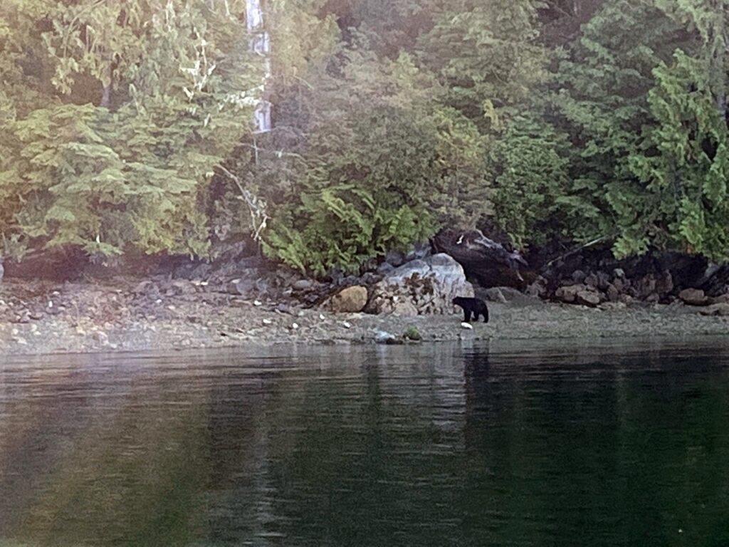 Bear Watching with Jamie's Whaling Station Tofino