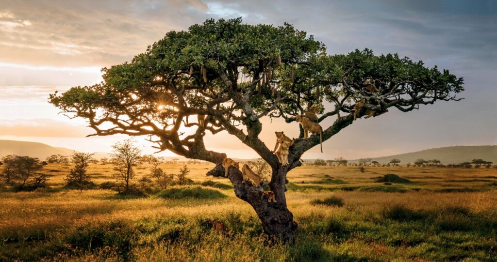 AMEX Offers: Select Hotels in France, Micato Safaris, Lotte Seattle, Loews