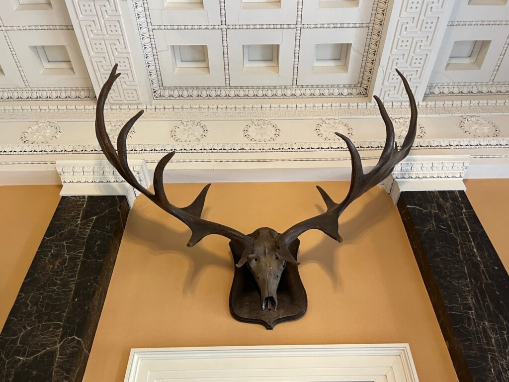 Irish Elk antlers, Ballyfin